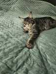 Kotka Maine Coon  Certa