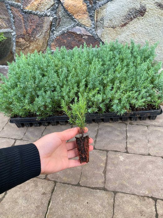 Смарагд Тедді Голандія Колумнарис Тис Хіксі Баката Стрікта Рейнгольд