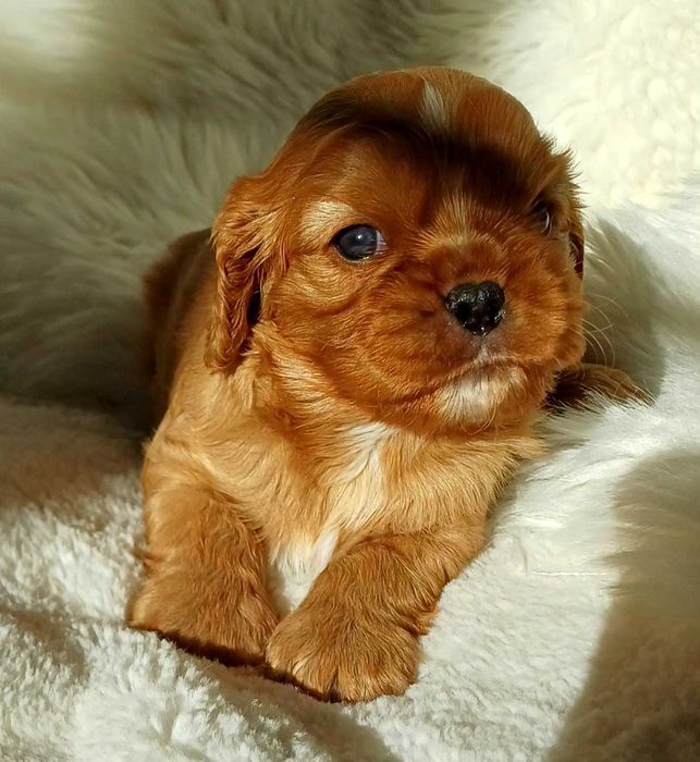 Śliczna ruda suczka Cavalier King Charles Spaniel FCI, ZKwP