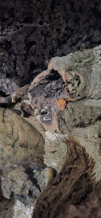 Wąż mahoniowy z terrarium lub bez terrarium