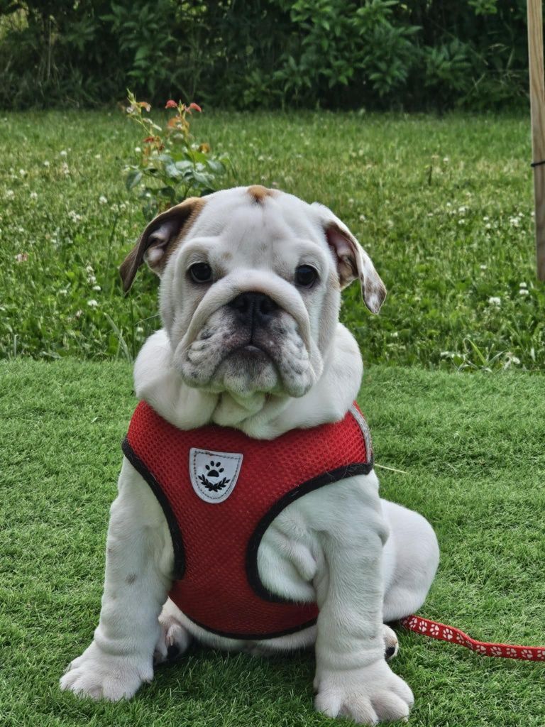 Buldog angielski chlopiec Oreo Fci