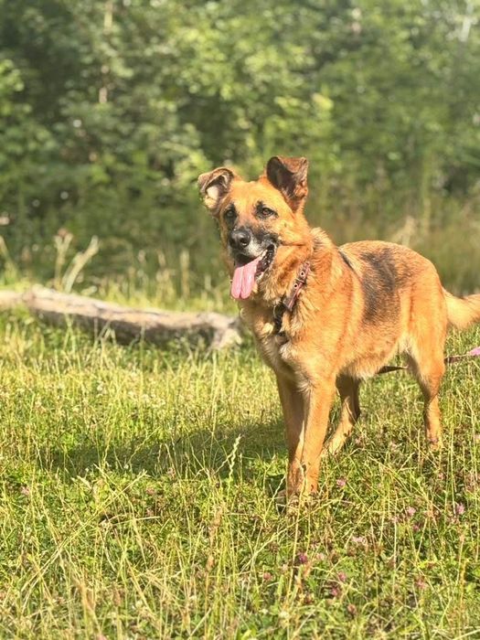 Suczka w typie owczarka niemieckiego do adopcji