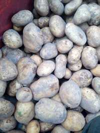 Ziemniaki jadalne żółte odmiany Ignacy 16 kg