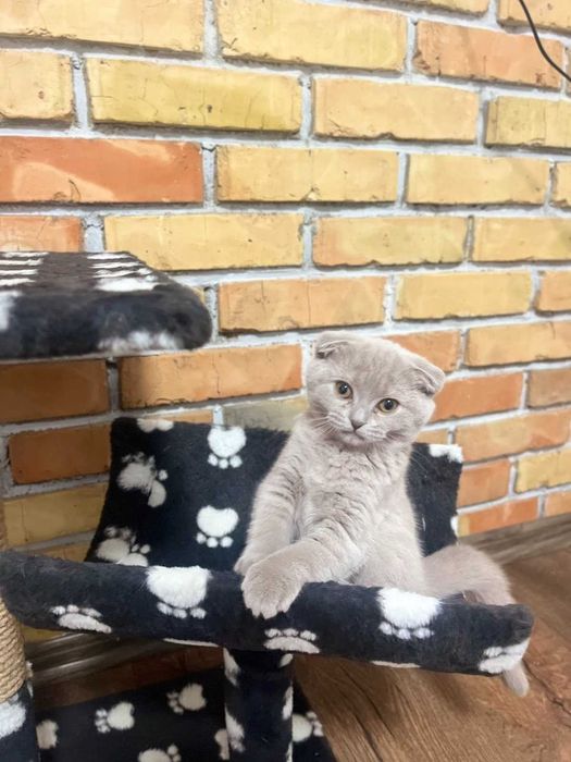 Шотландські кошенята. Шаленні знижки!!!