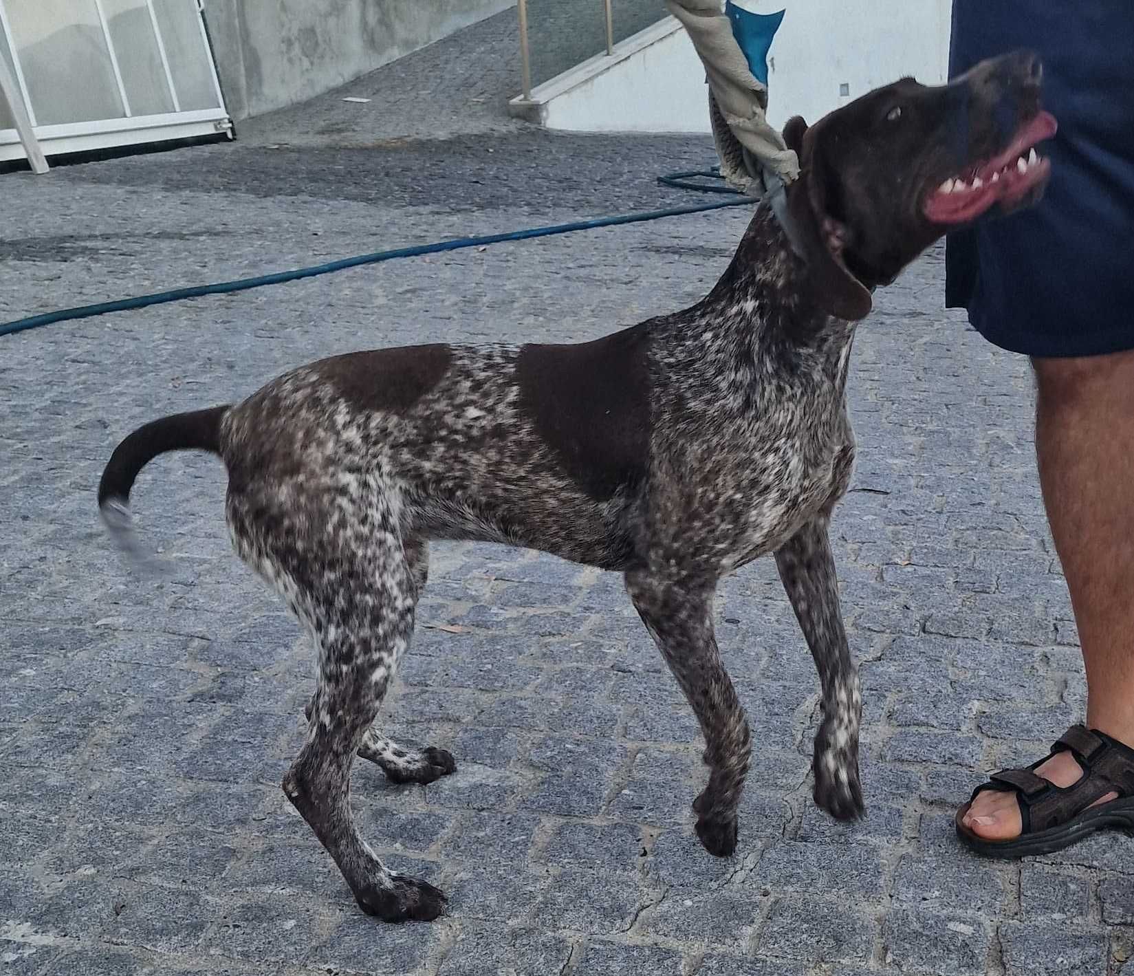 Braco Alemão (Pelo Curto) para Doação responsável