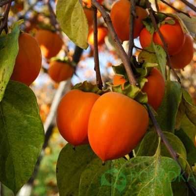 Хурма Інжир Яблуня Персик Черешня Груша Слива Абрикос Азіміна Магнолії