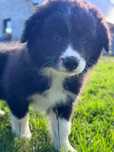 Border Collie ZKwP samiec