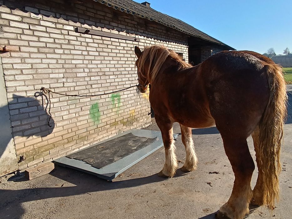 Klacz zimnokrwista 3.5 roku