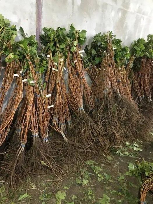 Саджанці винограду Саженцы винограда