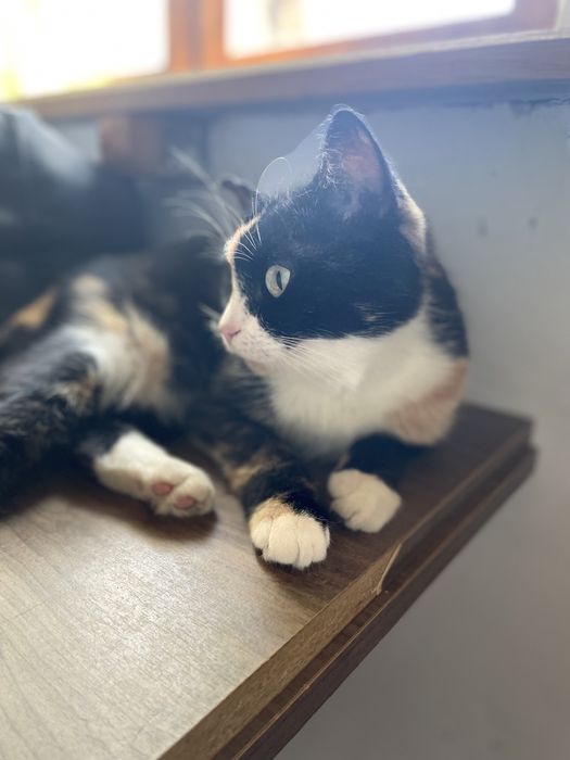 Кошечка бесплатно в добрые руки!