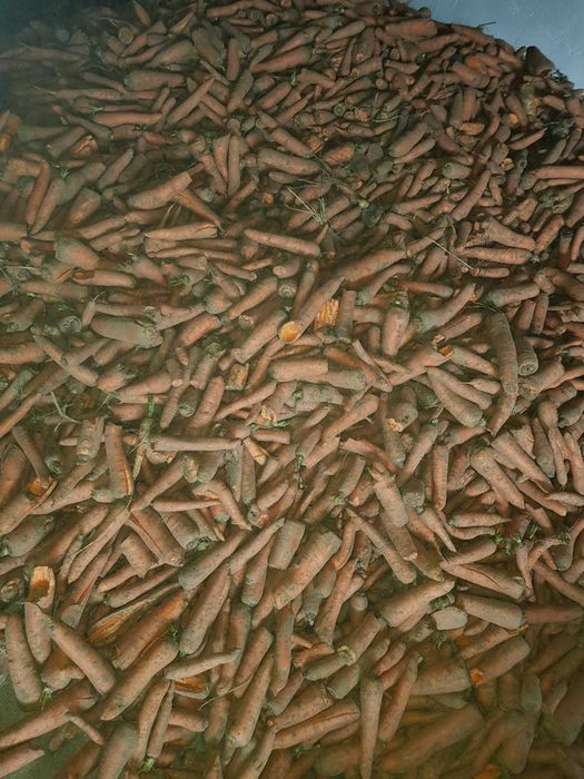 PIĘKNA Marchew  bio eko Nie odpadowa  PASZOWA