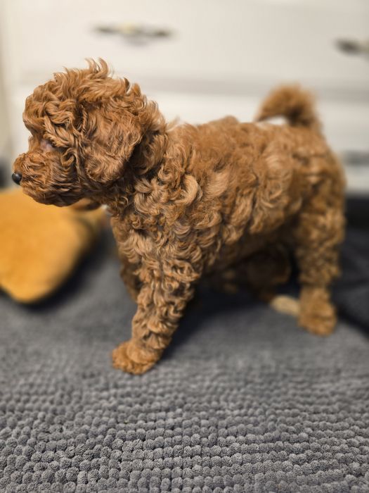 Мальтіпу цуценята — 8 тижнів | Міні-формат | Готові до переїзду!