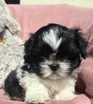 Shih Tzu suczka..