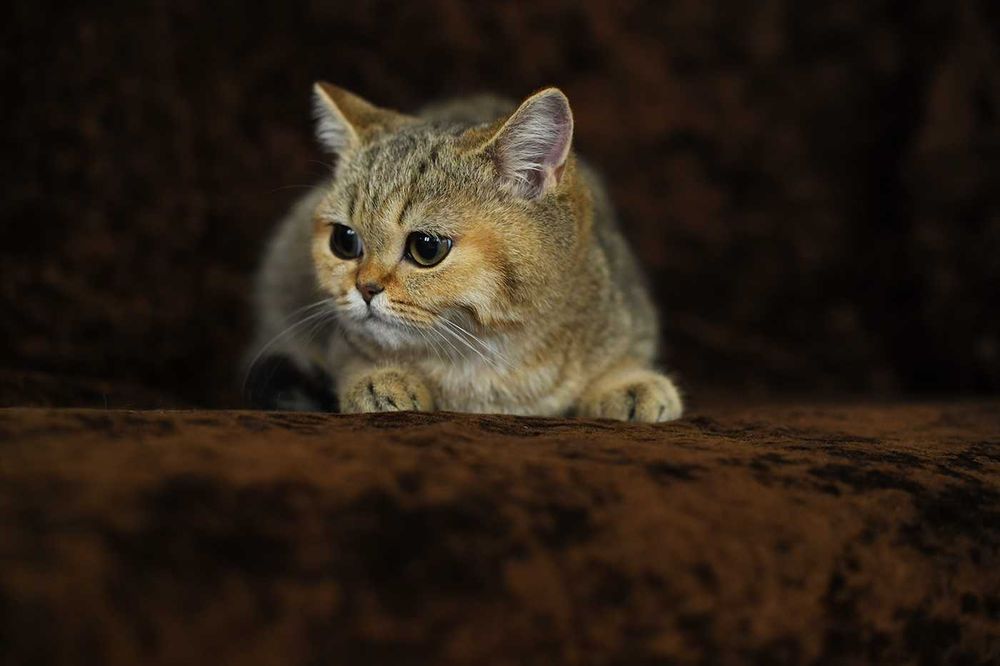 kot brytyjski-  kotka WCF