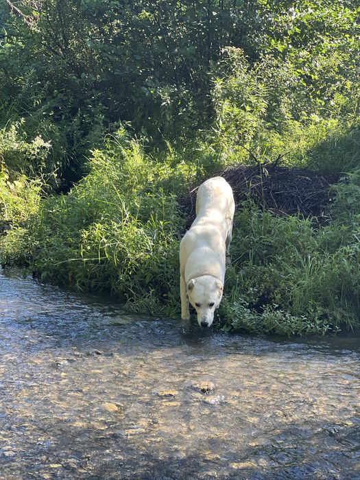 Алабай шукає вязку