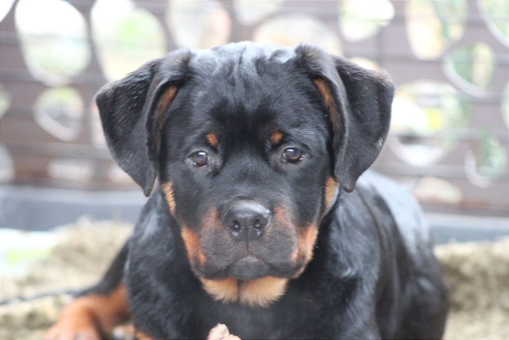 Харизматичний хлопчик ротвейлер шукає родину