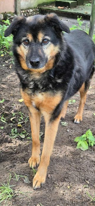 Do adopcji – spokojna sunia.