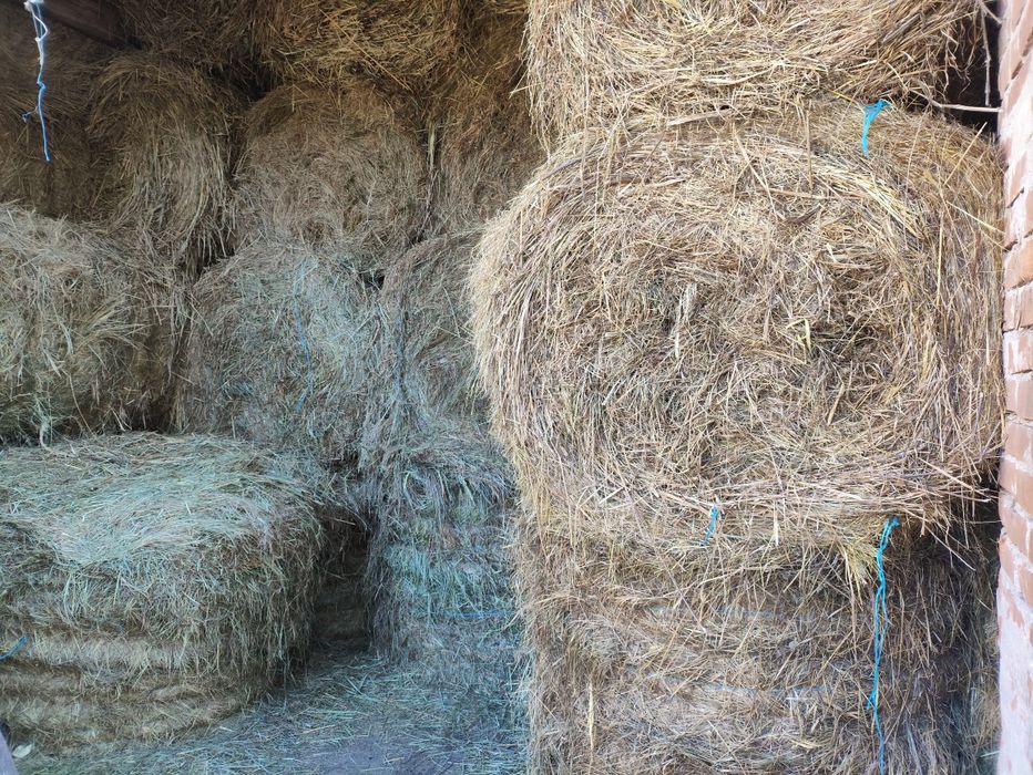 Sprzedam siano tegoroczne 120 cm