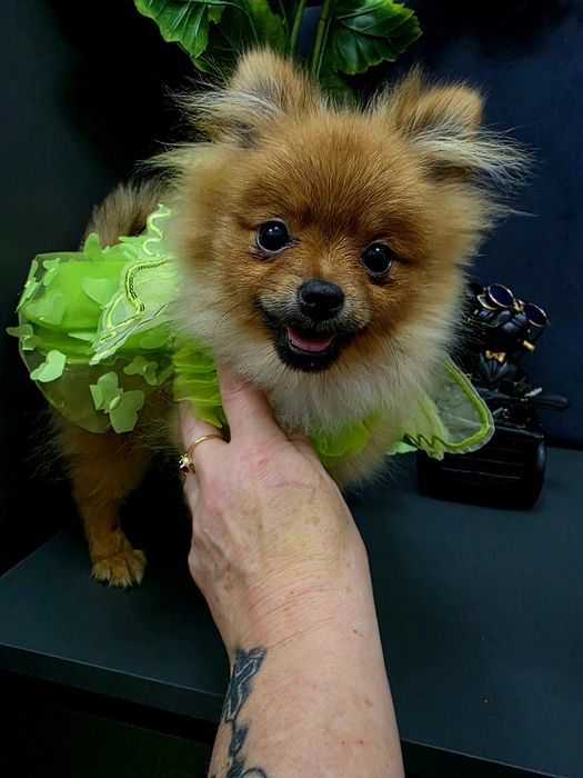 Szpic miniaturowy Pomeranian Boo sunieczka 2xszczepienia legowisko