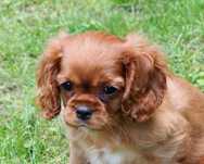 ZKwP FCI - Suczka Cavalier King Charles Spaniel