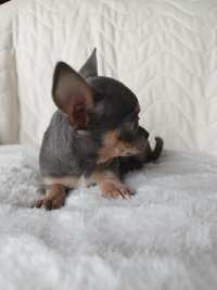 Chihuahua niebieski chłopczyk