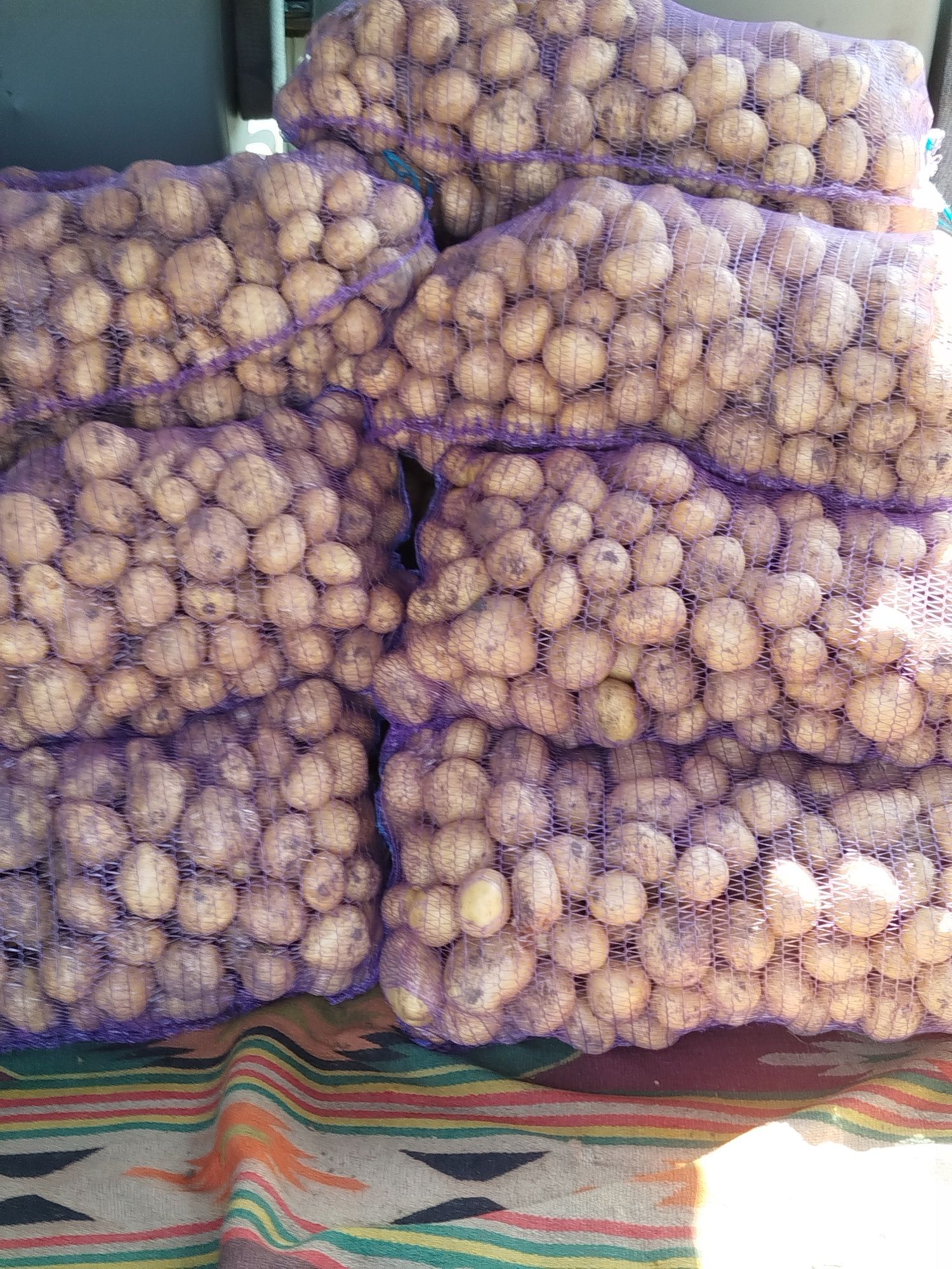 Продам картоплю рів'єра,біла росса, арізона