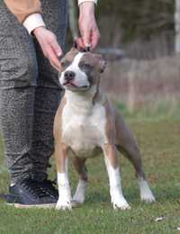 American Staffordshire Terrier, Amstaff - po Ch - ZKwP, FCI suczka