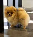 Szpic miniaturowy Pomeranian