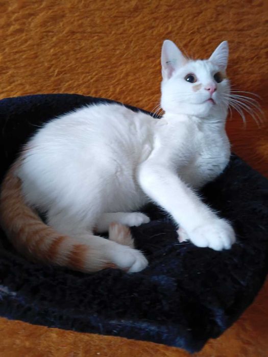 Котик в добрі руки