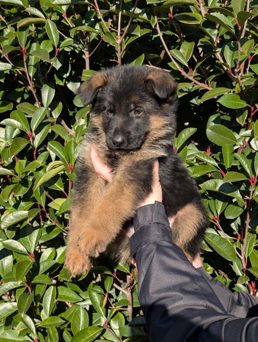 Super Cachorro Disponível