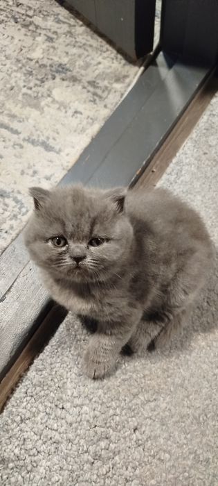 Продам Скоттош-страйт