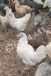Kury nioski młode Leghorn Dominant Rosa DOSTAWA gratis