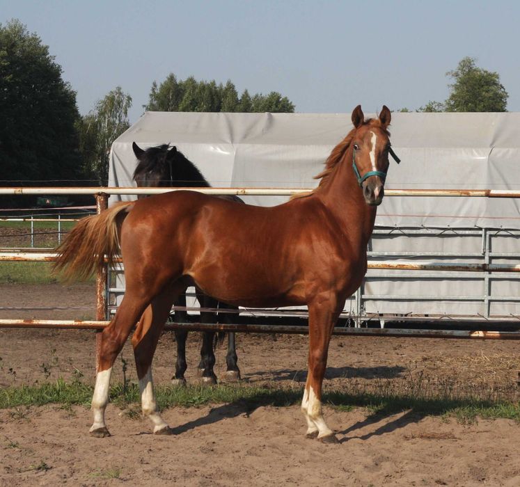 *** Ogierek wielkopolski ***