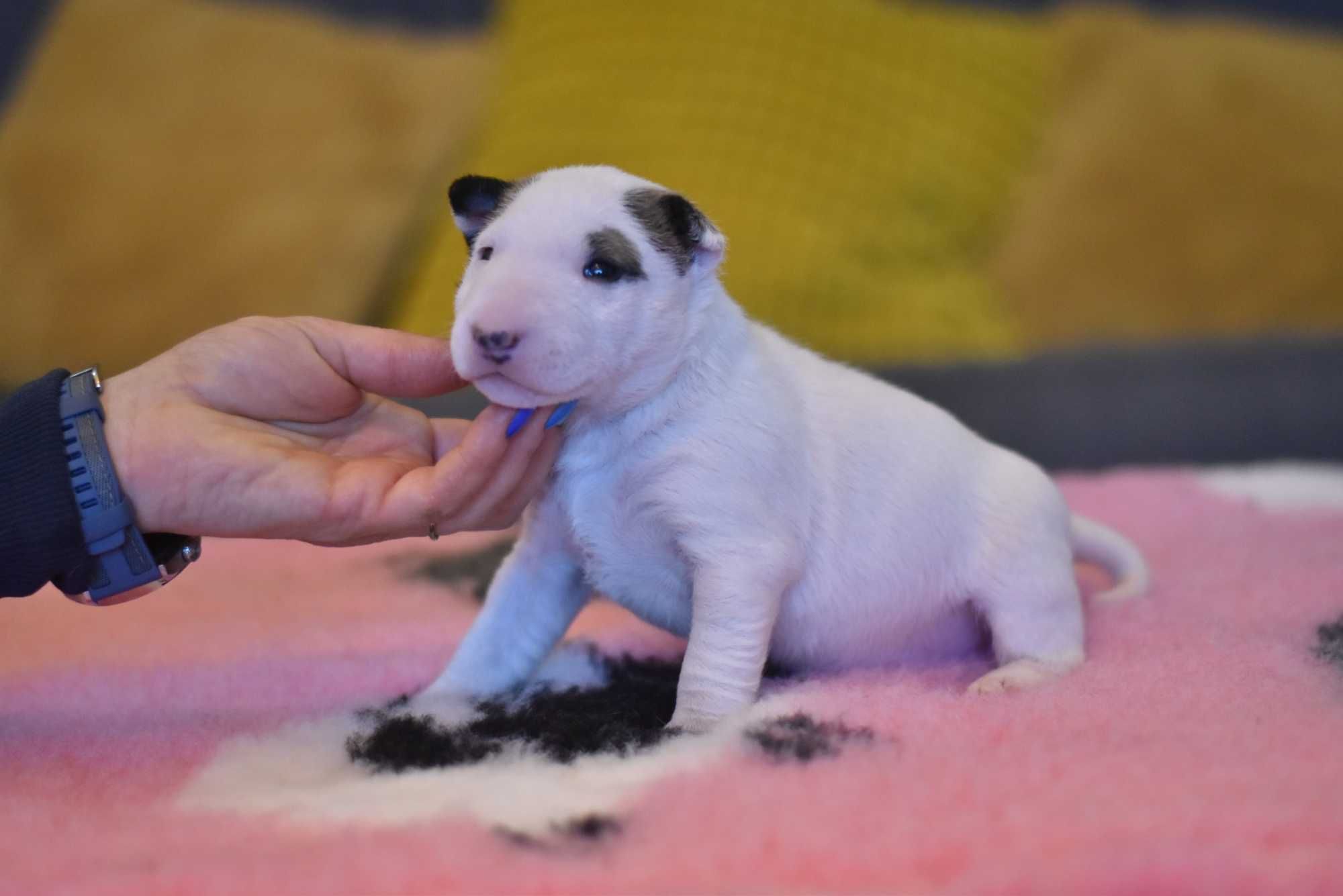 Mini bulterierka – chodząca słodycz szuka domu!