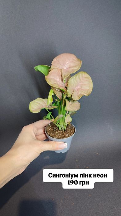 Аспленіум Сансевієрія Сингоніум Красула Будда Шефлера Сциндапсус