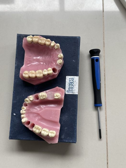 Dental Model Set – Frasaco A3