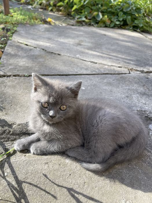 Кошеня висловухе шотландець