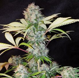 Auto Bubble Kush‼️ 10 sztuk Nasiona Marihuany Feminizowane Growbox THC