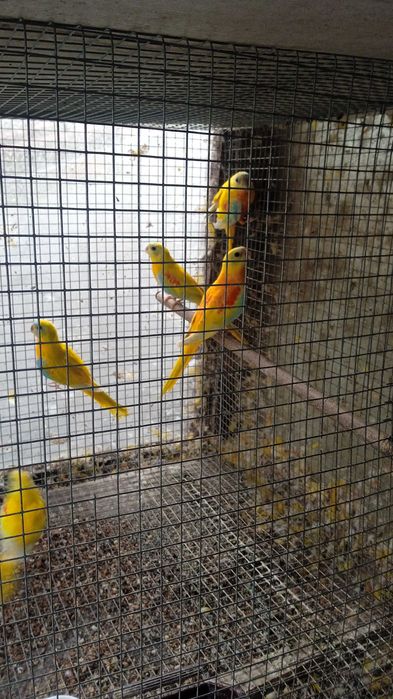 Torqoisines machos e fêmeas disponíveis diluídas e opalinos