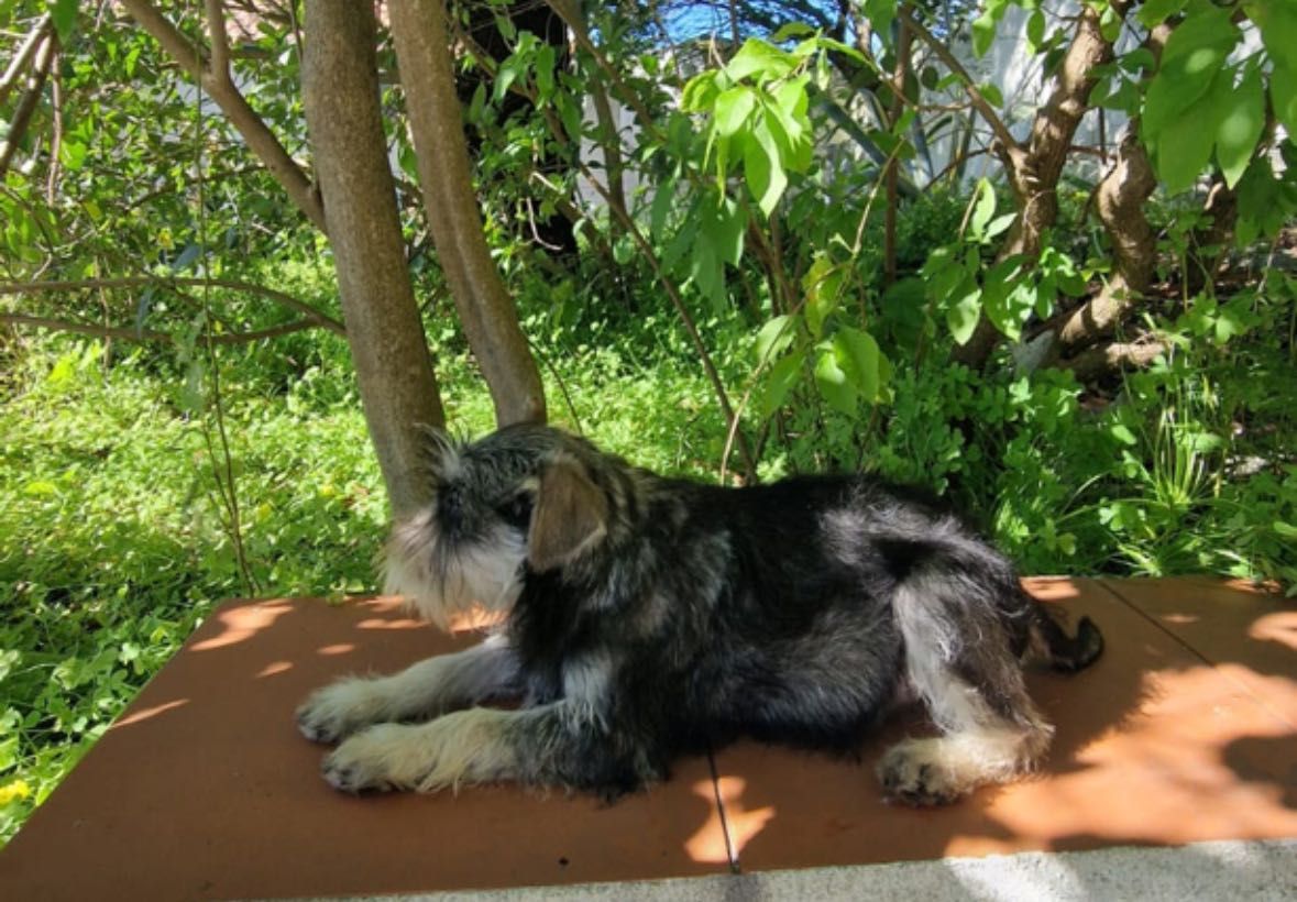 Schnauzer sal e pimenta