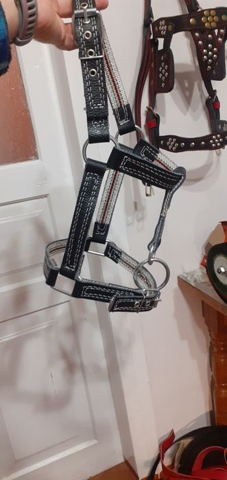 быку недоуздок кантар корове джерси голштын айширская абердин чёрный М