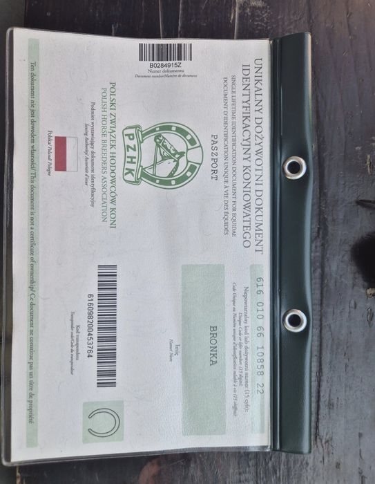 Klacz Zimnokrwista Zakładana 3 lata