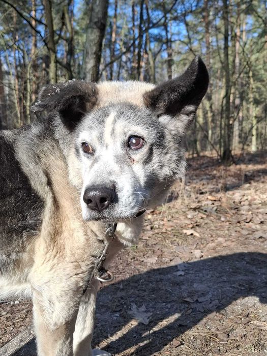 Figaro, czyli Figi – starszy pan szuka domku