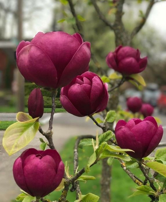 Магнолия разные сорта!Гортензия, рододендрон, азалия,клематис
