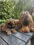 Shih Tzu Zkwp FCI Piesek TEOS brązowo czarny