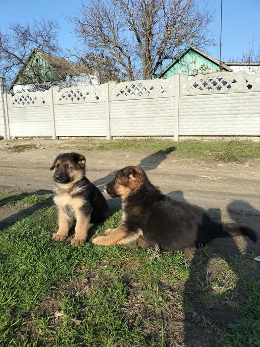 Цуценята німецької вівчарки