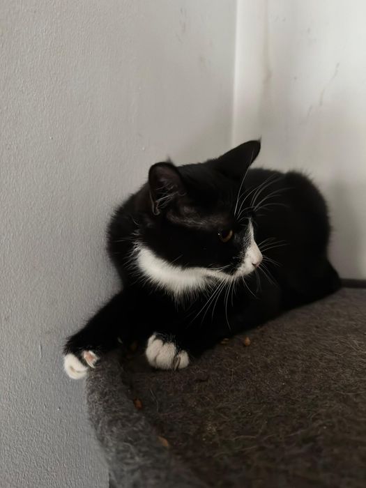 Szakira wysterylizowana