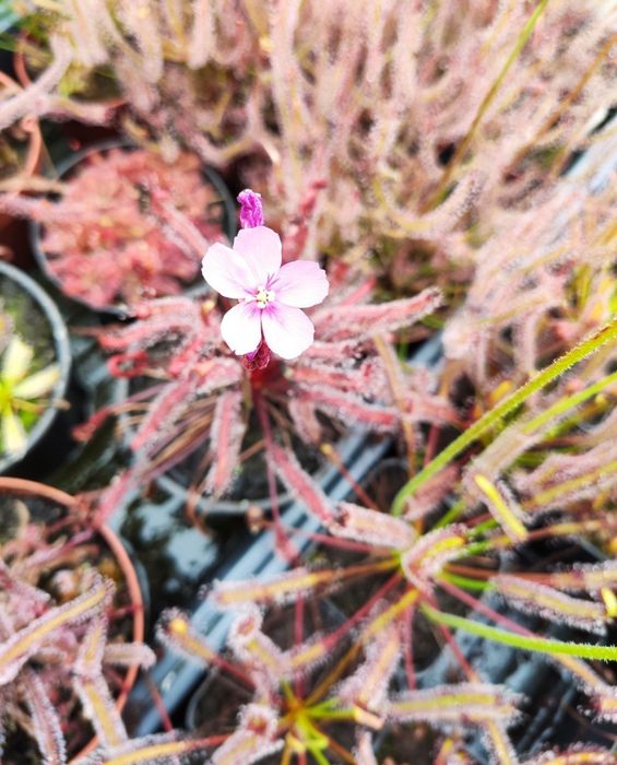 Zestaw nasion rosiczek Drosera Capensis rosiczka nasiona MEGA zestaw