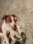 Jack Russell Terrier za darmo.