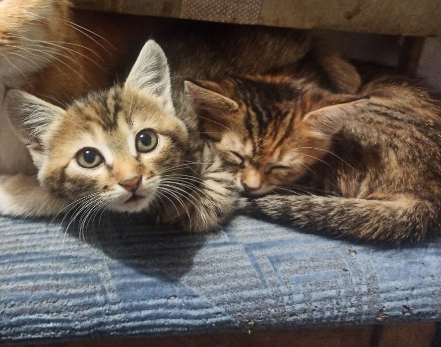 Котята 2 месяца  ,девочки ,полосатые ,пепельная